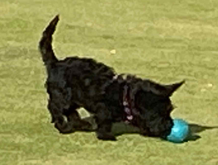 Croquet Dog Image